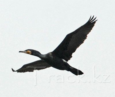 Большой баклан - Cormorant-Phalacrocorax carbo